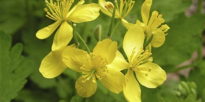 Celandine treats onychomycosis
