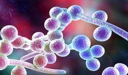 Candida fungi
